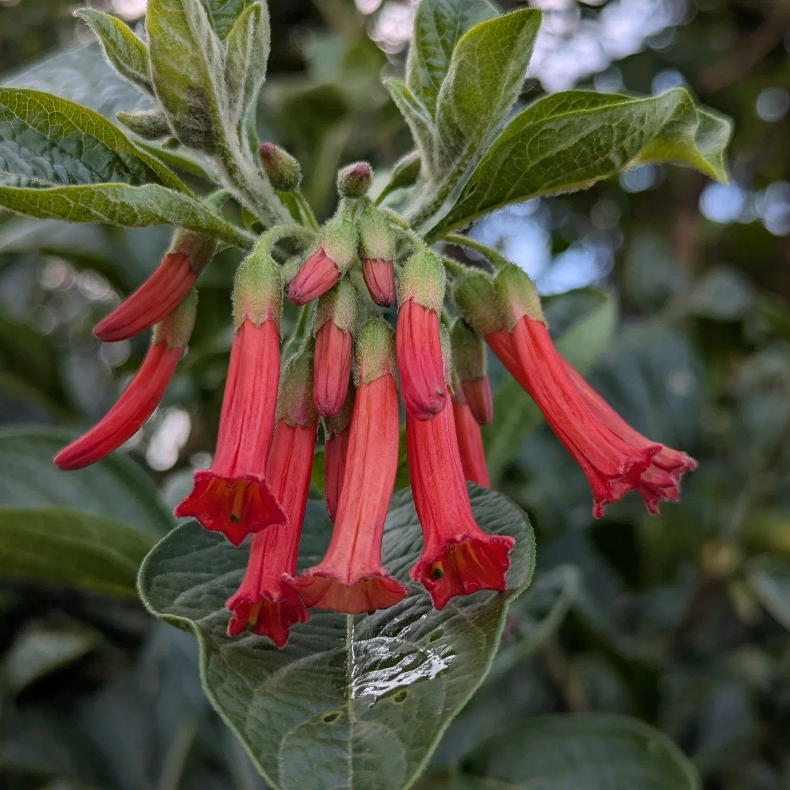 Red Iochroma — Wanderlust Nursery